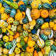 Gourd Seeds - Small Ornamental Mixed Gourds - Alliance of Native Seedkeepers - Vegetable Seeds