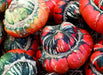 Gourd Seeds - Turk's Turban Squash - Alliance of Native Seedkeepers - Squash