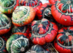 Gourd Seeds - Turk's Turban Squash - Alliance of Native Seedkeepers - Squash