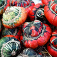 Gourd Seeds - Turk's Turban Squash - Alliance of Native Seedkeepers - Vegetable Seeds