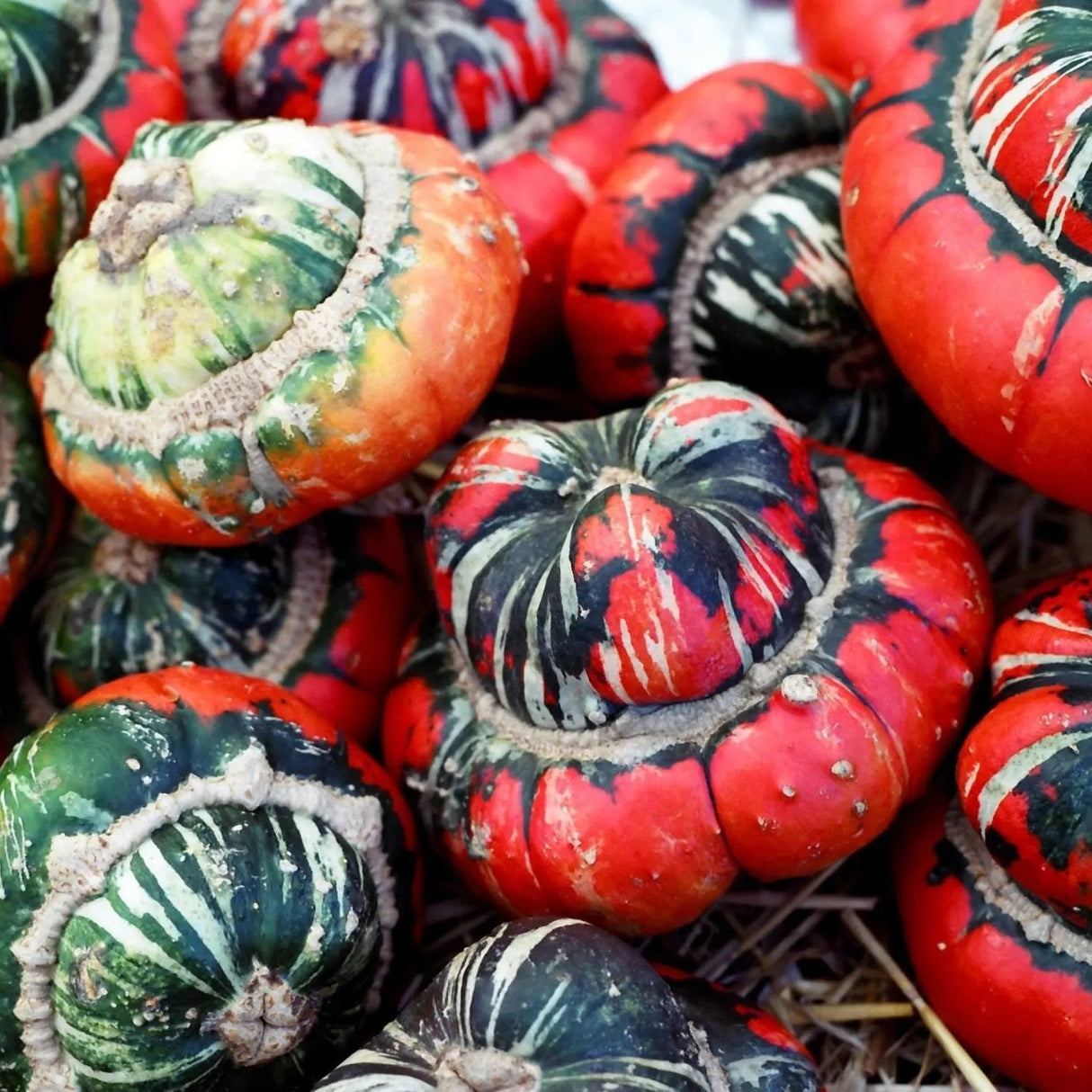 Gourd Seeds - Turk's Turban Squash - Alliance of Native Seedkeepers - Vegetable Seeds