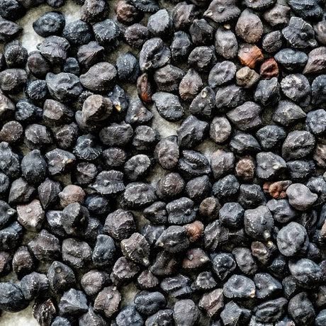 Grabanzo Seeds - Black Sicilian - Alliance of Native Seedkeepers - Garbanzo