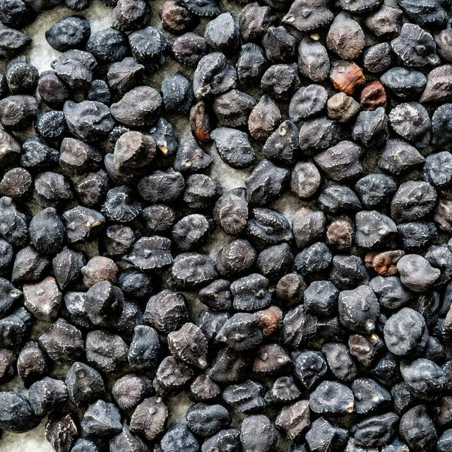 Grabanzo Seeds - Black Sicilian - Alliance of Native Seedkeepers - Garbanzo