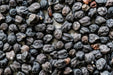 Grabanzo Seeds - Black Sicilian - Alliance of Native Seedkeepers - Garbanzo