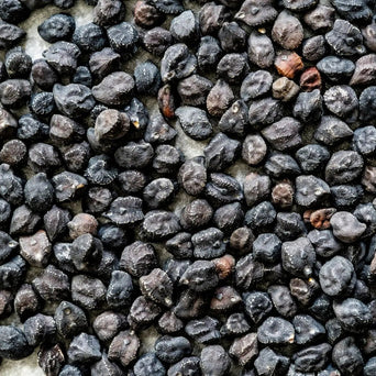 Grabanzo Seeds - Black Sicilian - Alliance of Native Seedkeepers - Garbanzo