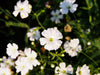 Gypsophila Seeds - Covent Garden - Alliance of Native Seedkeepers - 3. All Flowers