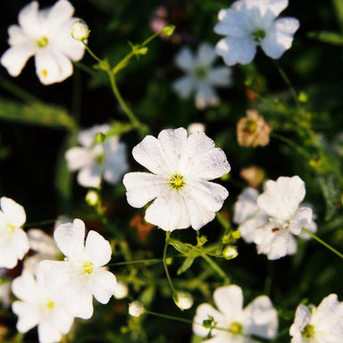 Gypsophila Seeds - Covent Garden - Alliance of Native Seedkeepers - 3. All Flowers