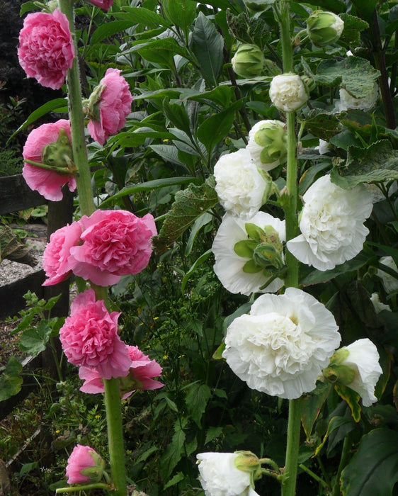 Hollyhock Seeds - Chater's Double Mixed - Alliance of Native Seedkeepers - 3. All Flowers