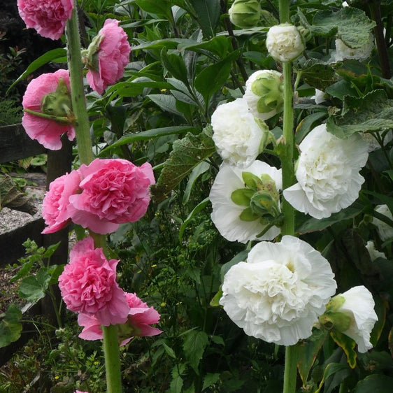 Hollyhock Seeds - Chater's Double Mixed - Alliance of Native Seedkeepers - 3. All Flowers