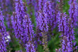 Hyssop Seeds - Blue - Alliance of Native Seedkeepers - 4. All Herbs