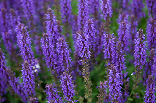 Hyssop Seeds - Blue - Alliance of Native Seedkeepers - 4. All Herbs
