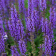 Hyssop Seeds - Blue - Alliance of Native Seedkeepers - Flower Seeds