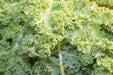 Kale Seeds - Dwarf Siberian - Alliance of Native Seedkeepers - 1. All Vegetables