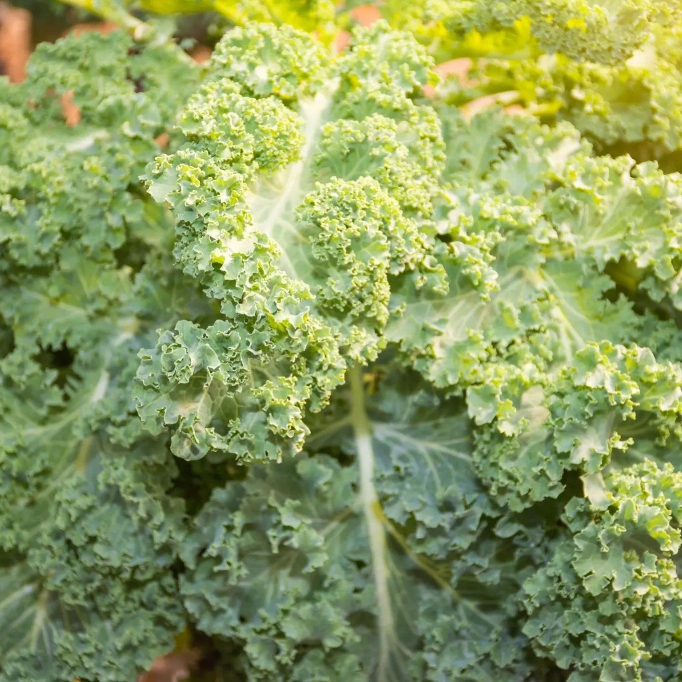 Kale Seeds - Dwarf Siberian Kale - Alliance of Native Seedkeepers - Vegetable Seeds