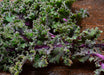 Kale Seeds - Red Russian - Alliance of Native Seedkeepers - 1. All Vegetables