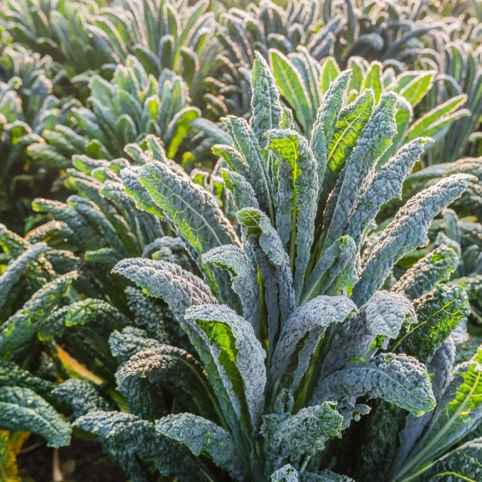 Kale Seeds - Tuscan Lacinato (Dinosaur) - Alliance of Native Seedkeepers - 1. All Vegetables