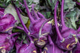 Kohlrabi Seeds - Purple Vienna - Alliance of Native Seedkeepers - 1. All Vegetables