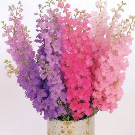Larkspur Seeds - Giant Imperial Mixed Colors - Alliance of Native Seedkeepers - 3. All Flowers