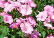 Lavatera Seeds - Rose Mallow - Alliance of Native Seedkeepers - 3. All Flowers