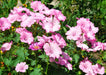 Lavatera Seeds - Rose Mallow - Alliance of Native Seedkeepers - 3. All Flowers