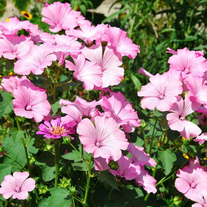 Lavatera Seeds - Rose Mallow - Alliance of Native Seedkeepers - 3. All Flowers