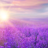 Lavender Seeds - English Lavender (Vera) - Alliance of Native Seedkeepers - Herb Seeds