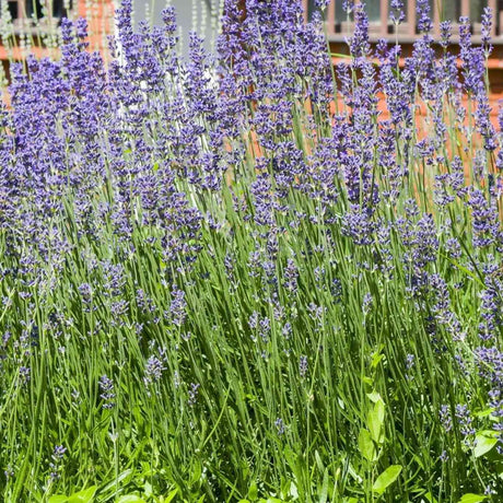 Dim Gray Lavender Seeds - Munstead English Alliance Of Native Seedkeepers Flower Seeds
