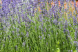 Lavender Seeds - Munstead English - Alliance of Native Seedkeepers - Lavender