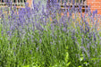 Lavender Seeds - Munstead English - Alliance of Native Seedkeepers - Lavender
