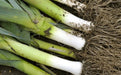 Leek Seeds - King Richard - Alliance of Native Seedkeepers - Leek