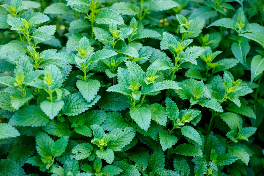 Lemon Balm Seeds - Alliance of Native Seedkeepers - 4. All Herbs