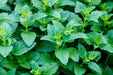 Lemon Balm Seeds - Alliance of Native Seedkeepers - 4. All Herbs