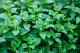 Lemon Balm Seeds - Alliance of Native Seedkeepers - 4. All Herbs