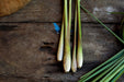 Lemon Grass Seeds - West Indian - Alliance of Native Seedkeepers - 4. All Herbs