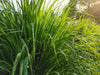 Lemon Grass Seeds - West Indian - Alliance of Native Seedkeepers - 4. All Herbs