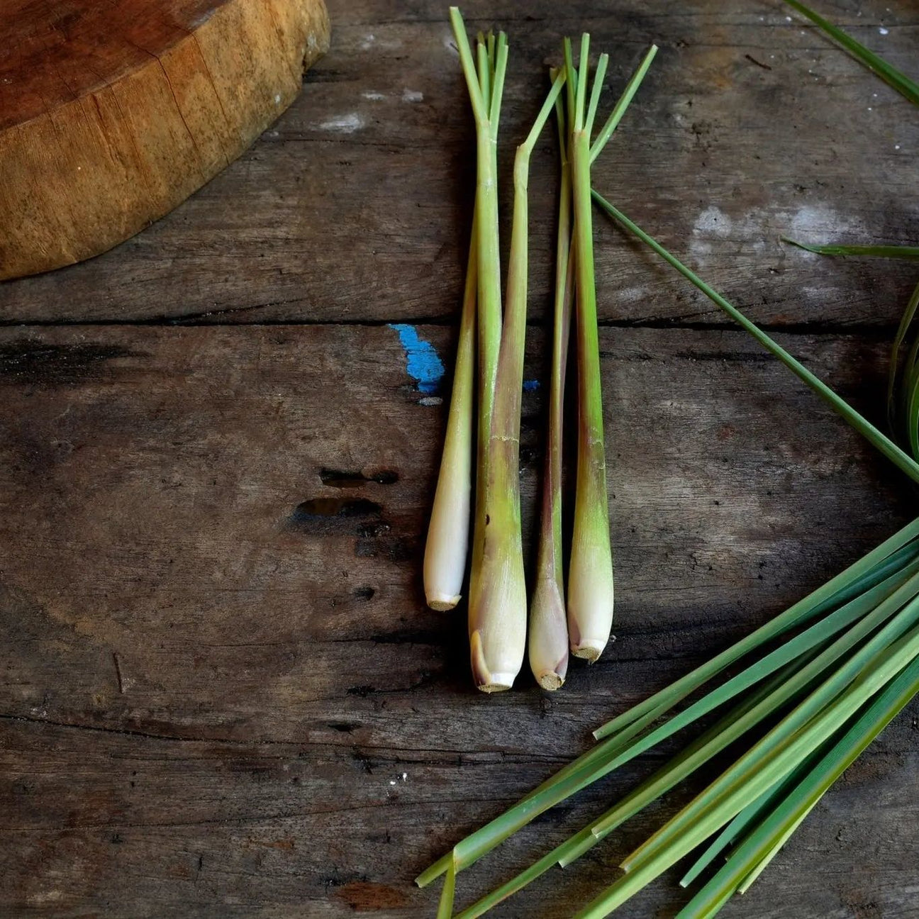 Lemon Grass Seeds - West Indian Lemon Grass - Alliance of Native Seedkeepers - Herb Seeds