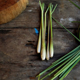 Lemon Grass Seeds - West Indian Lemon Grass - Alliance of Native Seedkeepers - Herb Seeds