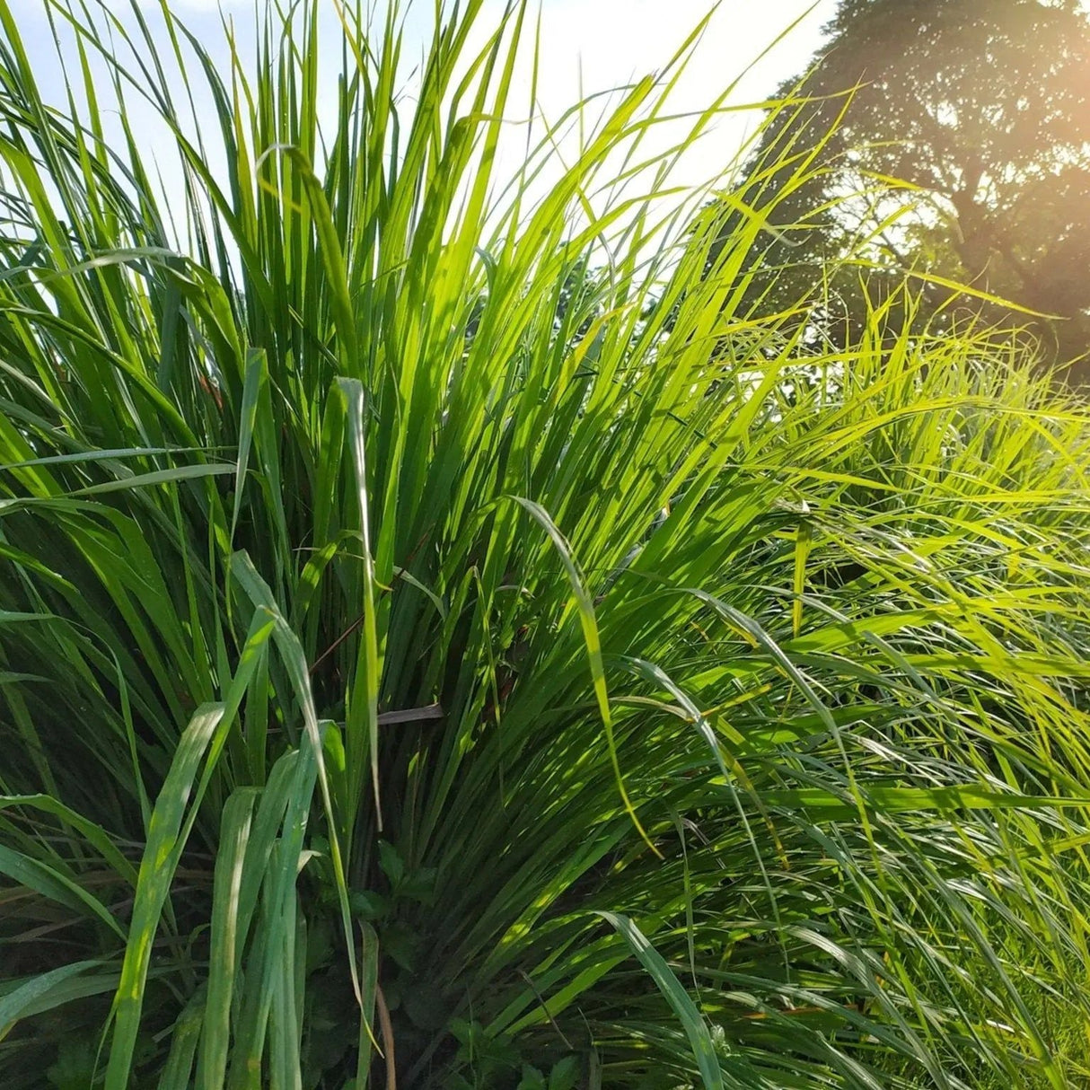 Lemon Grass Seeds - West Indian Lemon Grass - Alliance of Native Seedkeepers - Herb Seeds