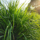 Lemon Grass Seeds - West Indian Lemon Grass - Alliance of Native Seedkeepers - Herb Seeds