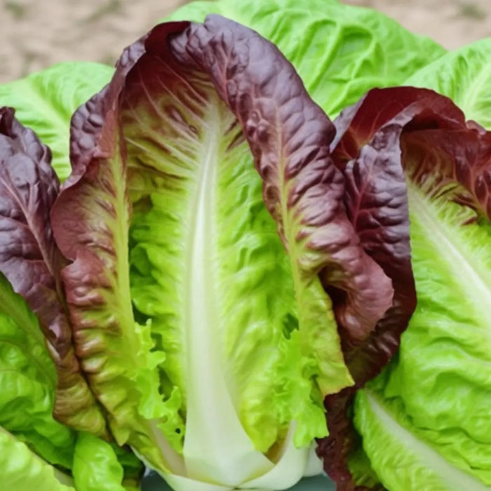 Lettuce - Romaine - Cimmaron - Alliance of Native Seedkeepers -