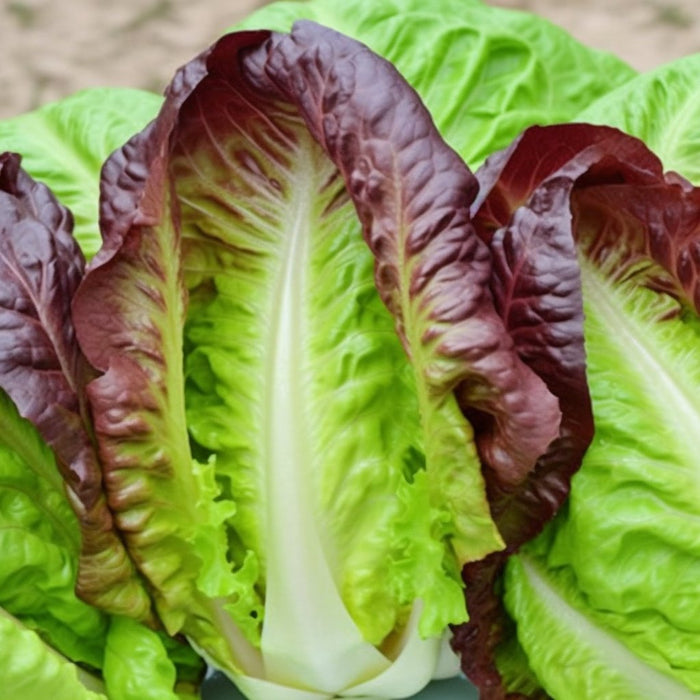 Lettuce - Romaine - Cimmaron - Alliance of Native Seedkeepers -