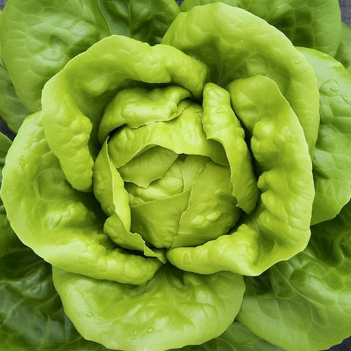 Lettuce Seeds - All Year Round Butterhead - Alliance of Native Seedkeepers -