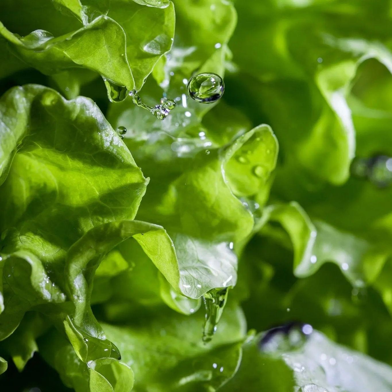 Lettuce Seeds - Black Seeded Simpson Lettuce - Alliance of Native Seedkeepers - Vegetable Seeds
