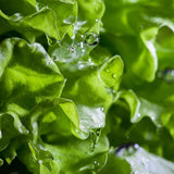 Lettuce Seeds - Black Seeded Simpson Lettuce - Alliance of Native Seedkeepers - Vegetable Seeds