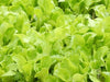 Lettuce Seeds - Buttercrunch - Alliance of Native Seedkeepers - 1. All Vegetables