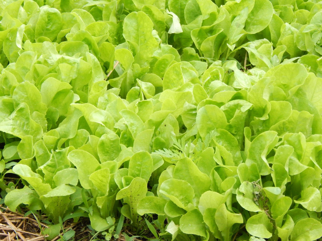 Heirloom Lettuce Seeds