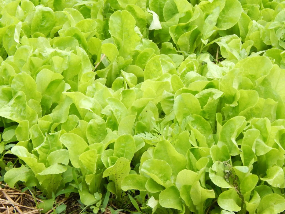 Lettuce Seeds - Buttercrunch - Alliance of Native Seedkeepers - 1. All Vegetables