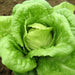 Lettuce Seeds - Crisphead Iceberg - Alliance of Native Seedkeepers -