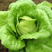 Lettuce Seeds - Crisphead Iceberg - Alliance of Native Seedkeepers -