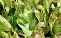 Lettuce Seeds - Forellenschluss Romaine - Alliance of Native Seedkeepers - Lettuce